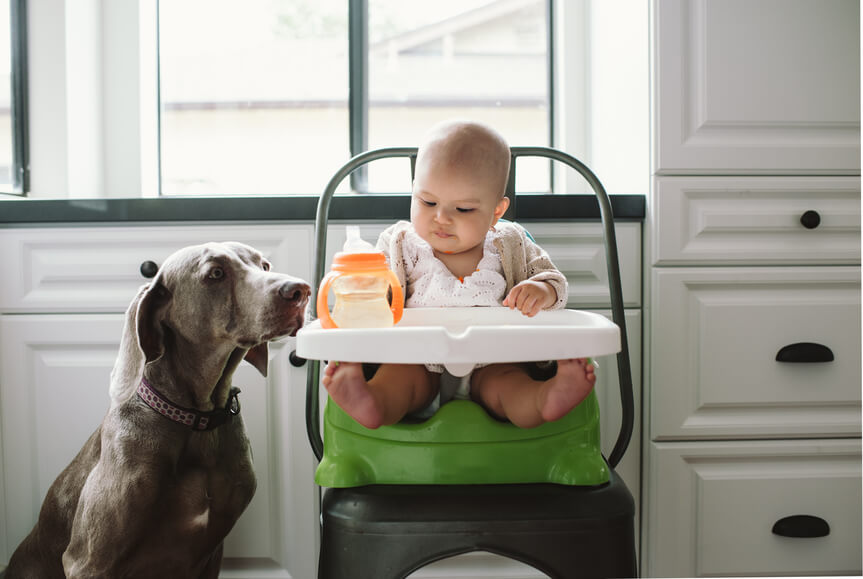 Introducing Pets to Your Baby